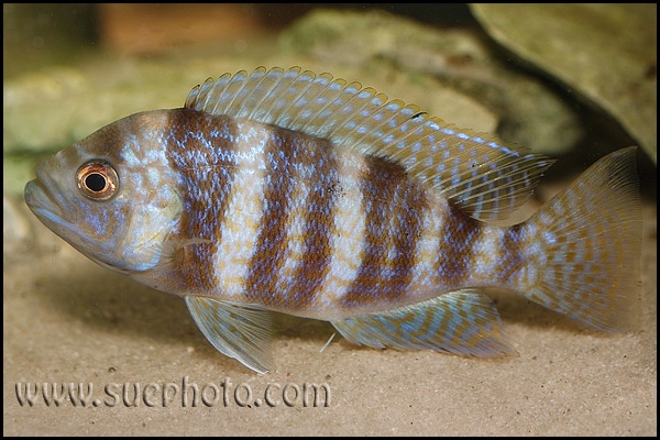 Perissodus straeleni 'Chituta Bay'